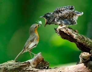 Cuckoo 07 (chick being fed by Robin) (Artur Tabor)