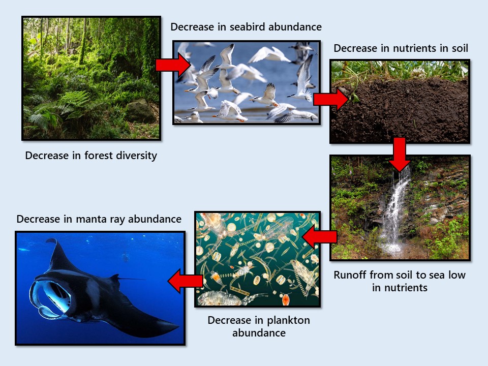 Forests to Manta Ray Infographic